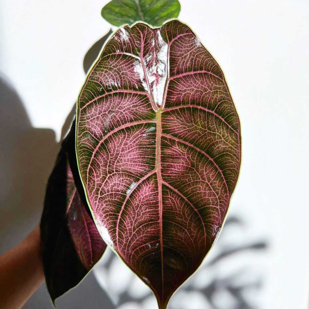 Alocasia Azlanii - Alocasia - Soiled