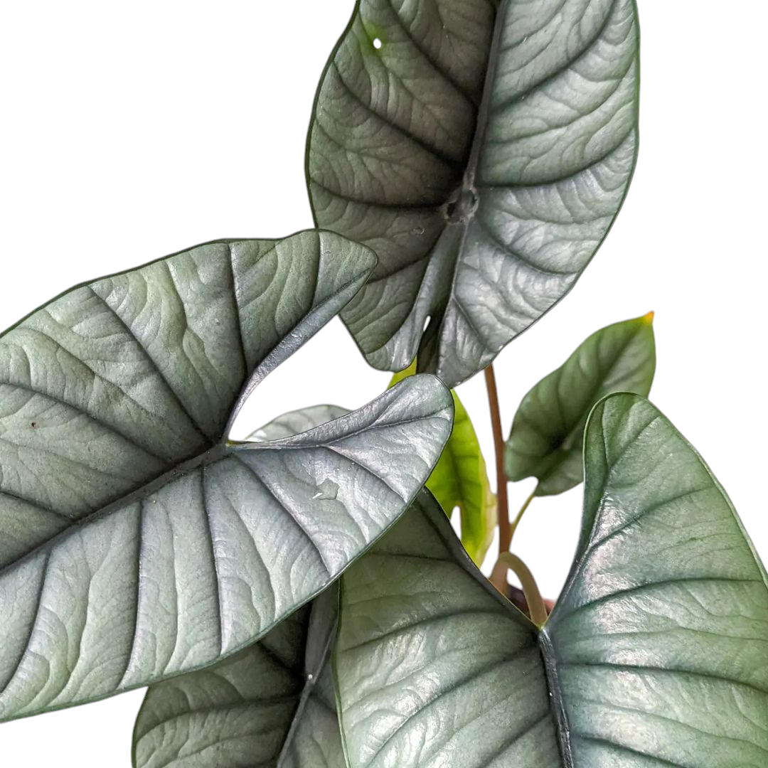 Alocasia Bisma 'Platinum' - Alocasia - Soiled