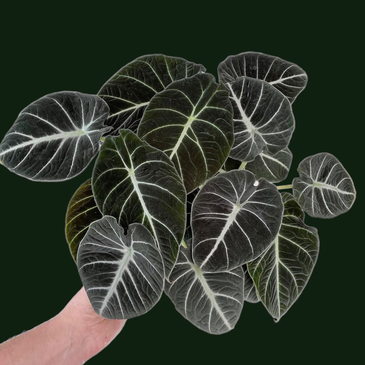 Alocasia Black Velvet - Alocasia - Soiled