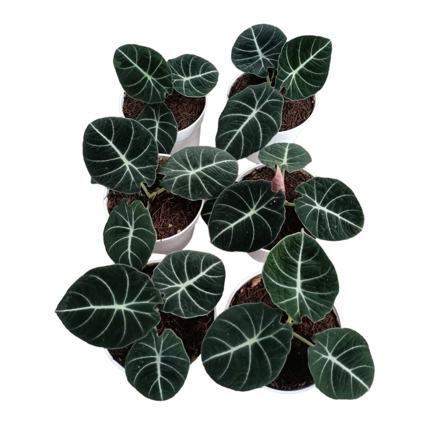 Alocasia Black Velvet - Alocasia - Soiled