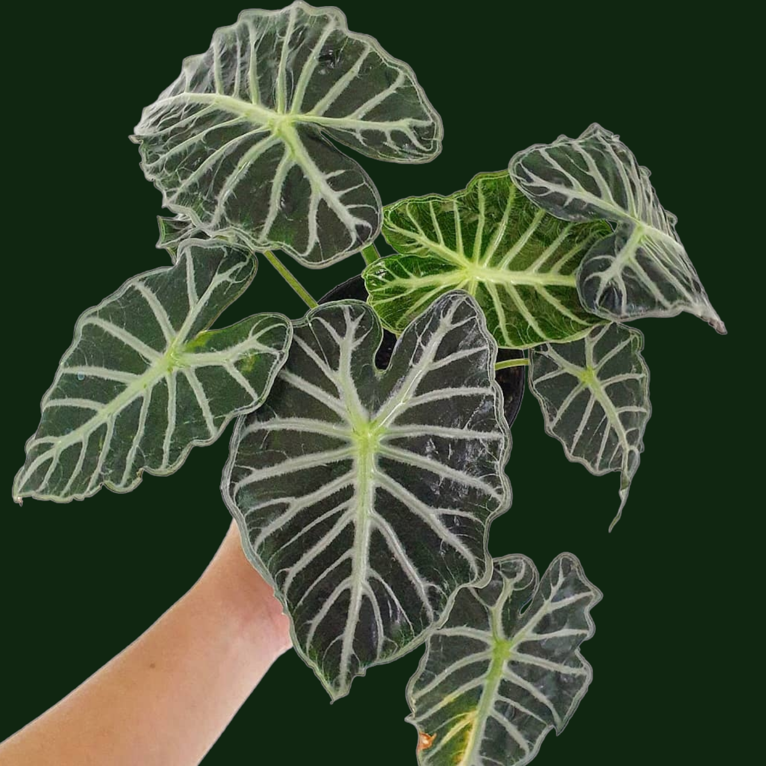 Alocasia Parasol - Alocasia - Soiled