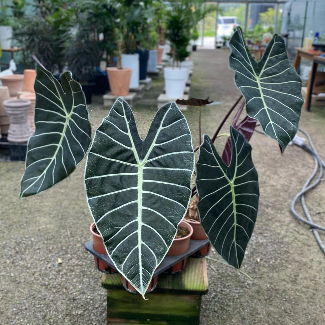 Alocasia Grandis - Alocasia - Soiled