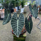 Alocasia Grandis - Alocasia - Soiled