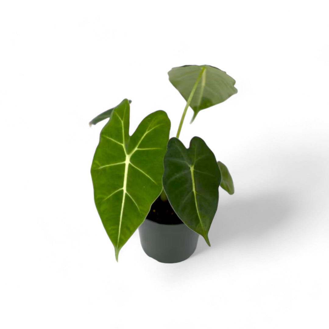 Alocasia Frydek - Alocasia - Soiled