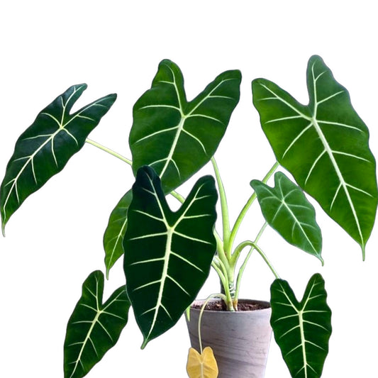 Alocasia Frydek - Alocasia - Soiled