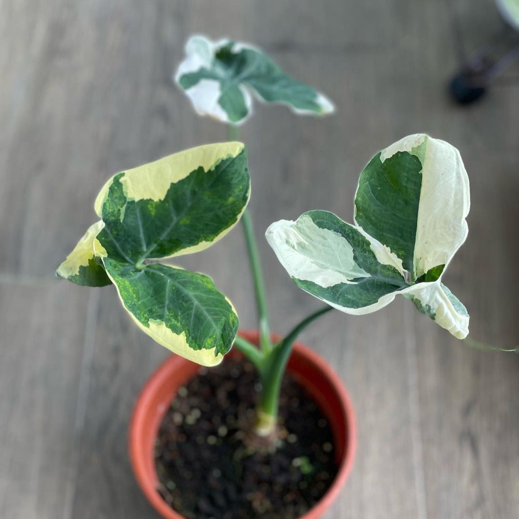 Alocasia Mickey Mouse - Alocasia - Soiled