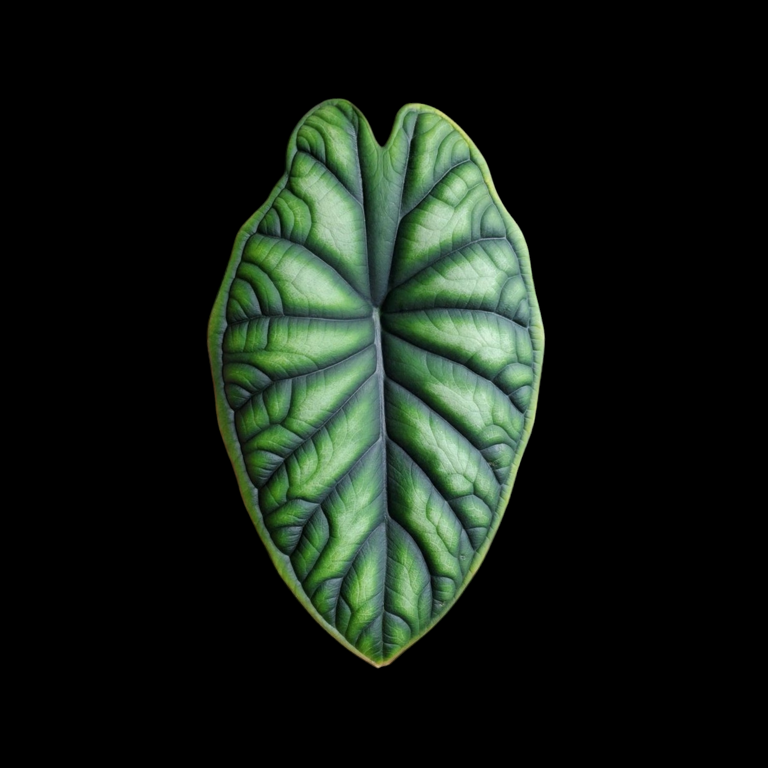 Alocasia Dragon Scale leaf