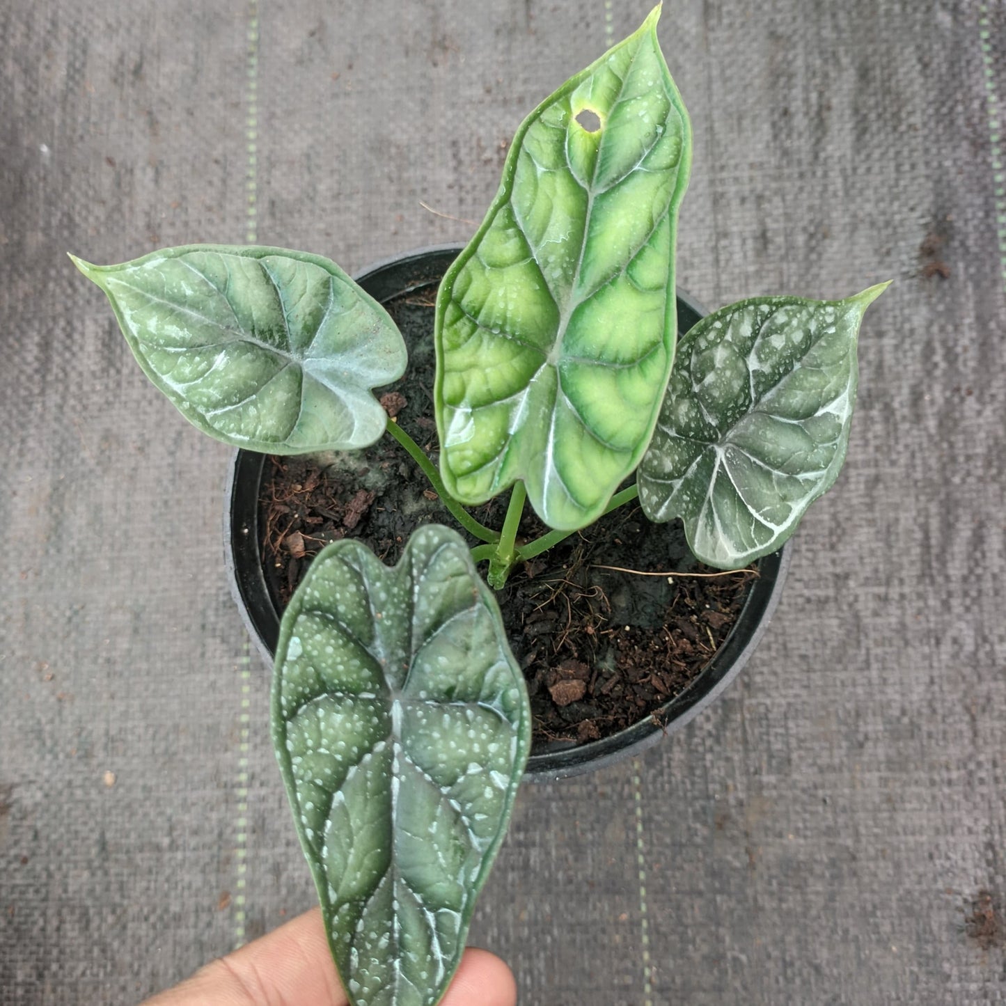 Alocasia Dragon Scale plant