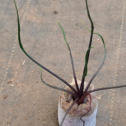 Alocasia 'Flying Squid' plant size