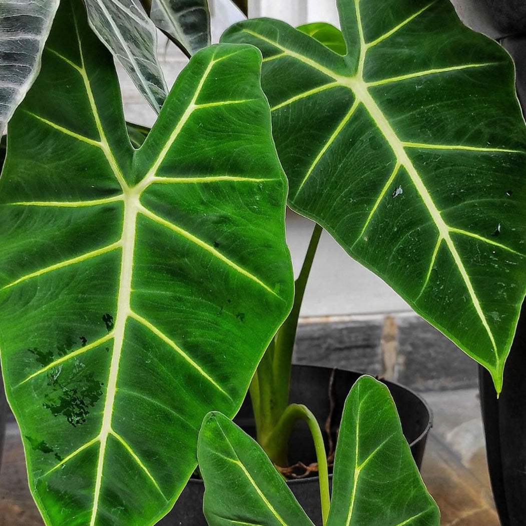 Alocasia Frydek - Alocasia - Soiled