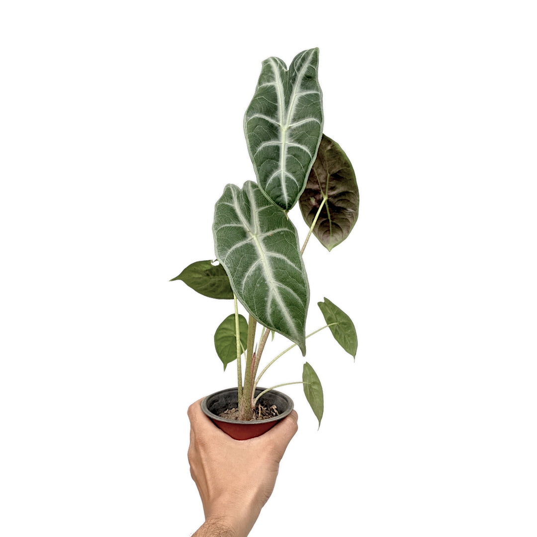 Alocasia Longiloba Silver - Alocasia - Soiled