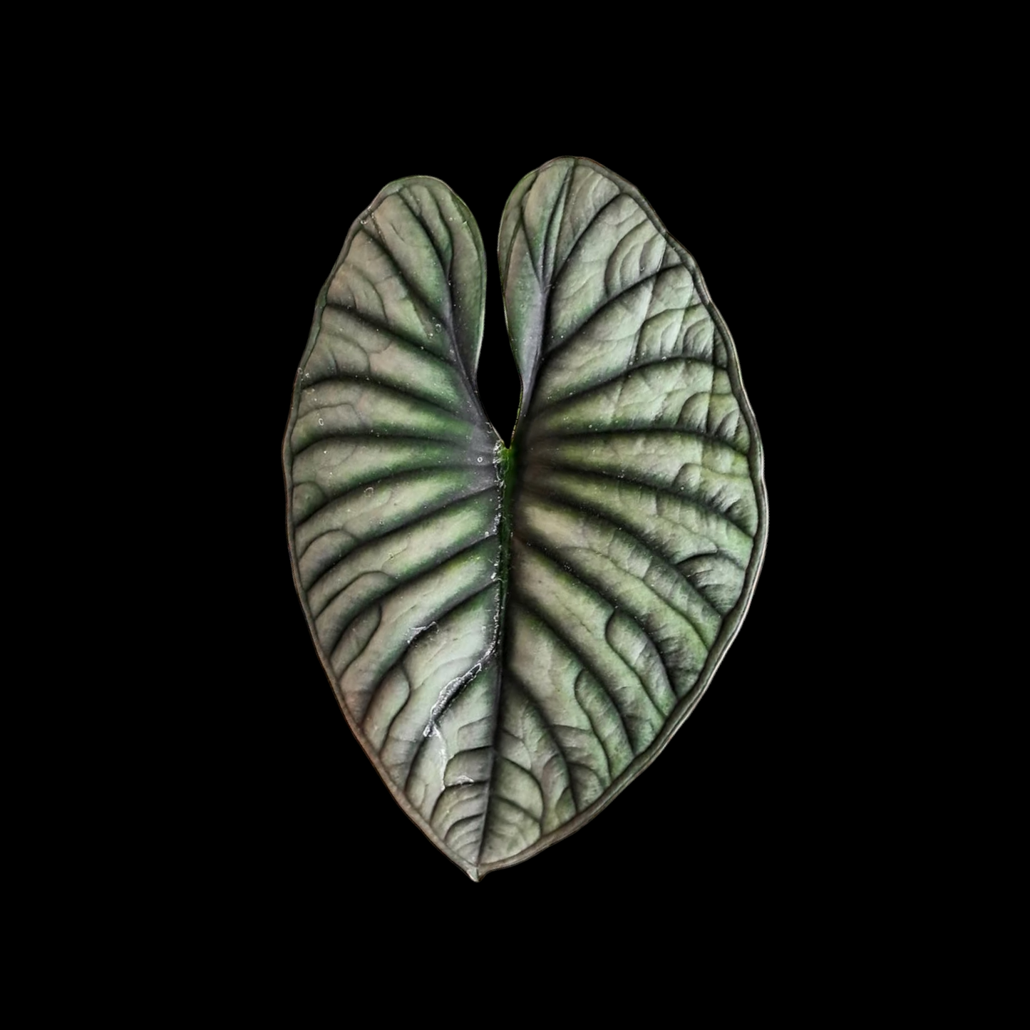 Alocasia Nebula leaf