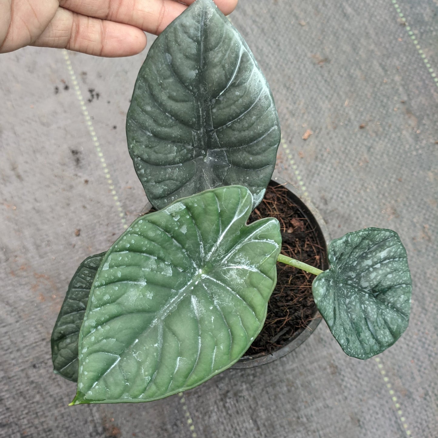 Alocasia Nebula plant size
