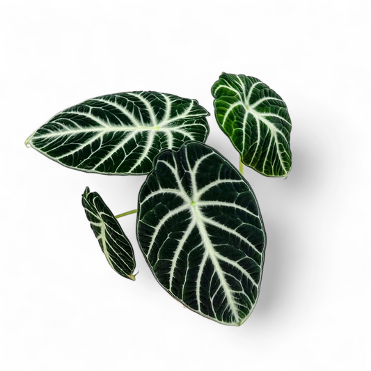 Alocasia Ninja