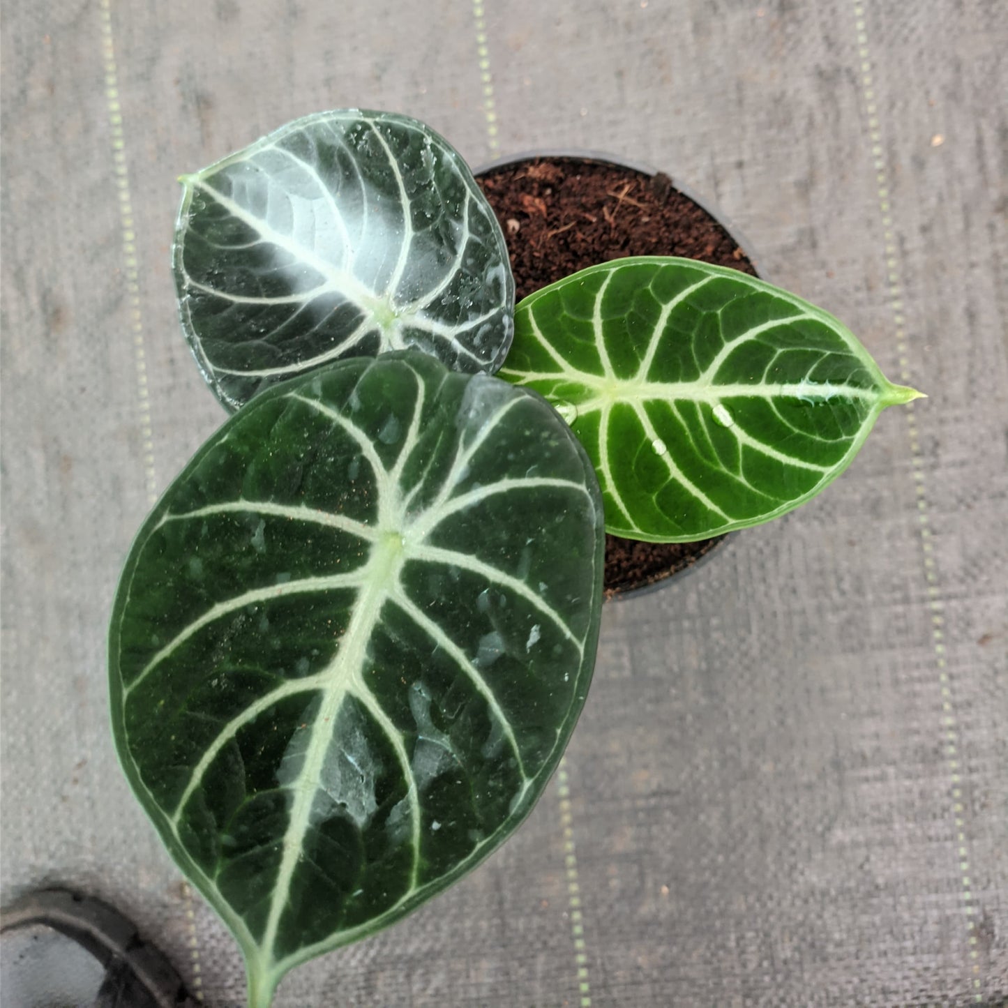 Alocasia Ninja plant size