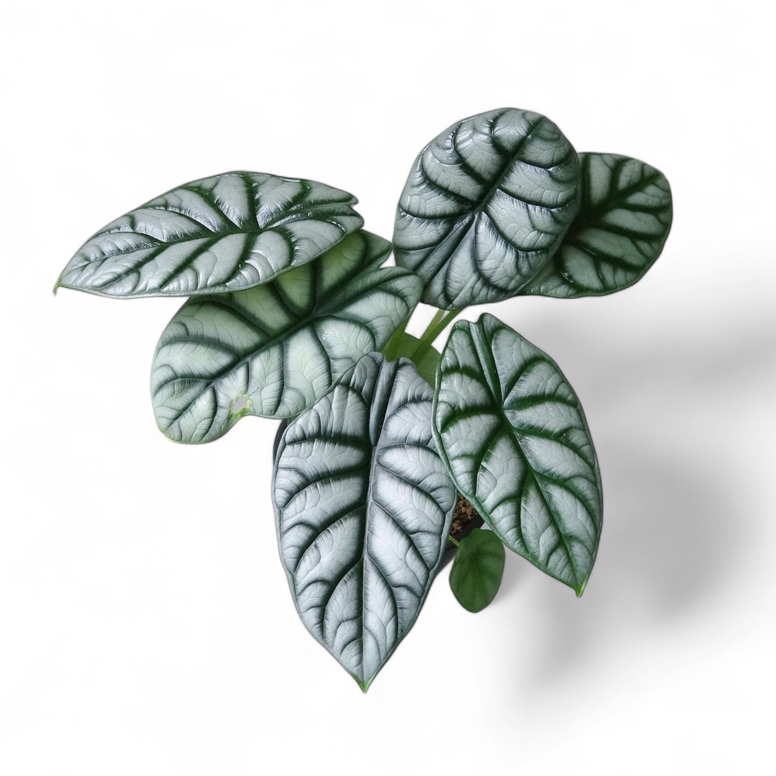 Alocasia Silver Dragon