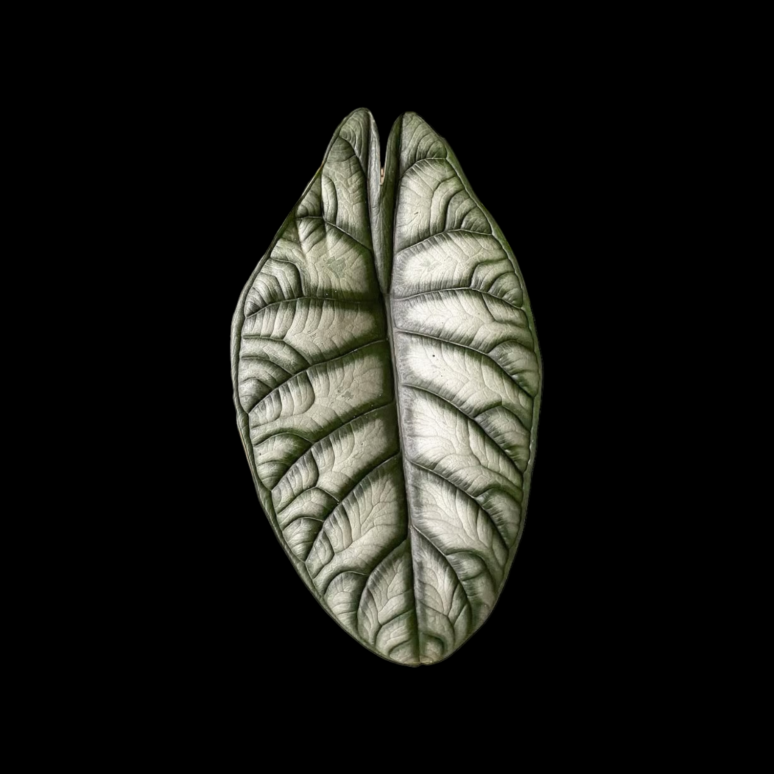 Alocasia Silver Dragon leaf