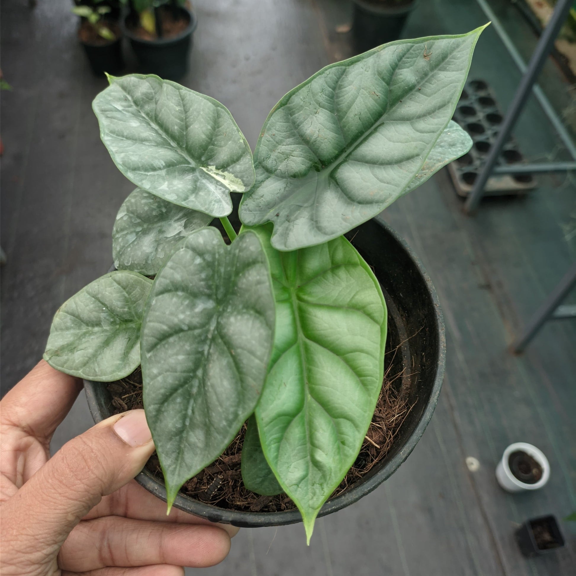 Alocasia Silver Dragon plant size