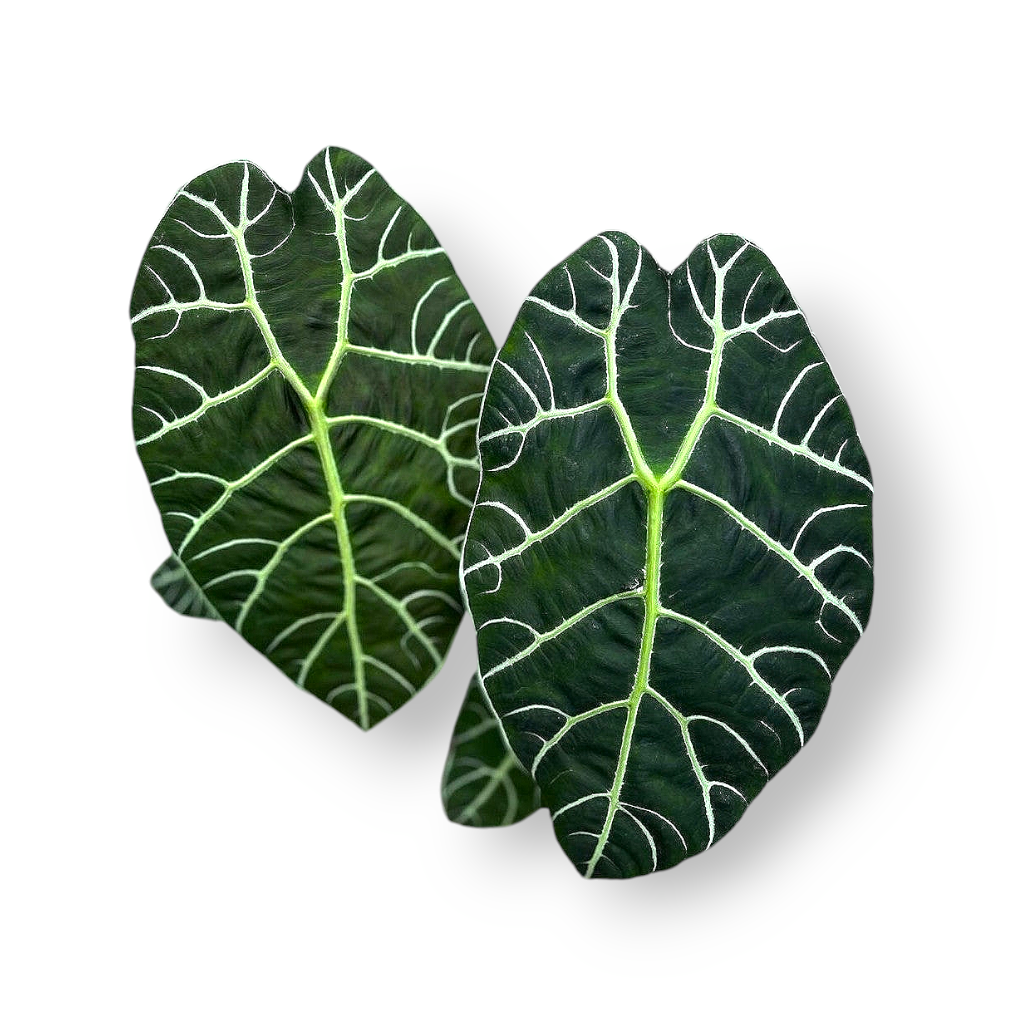 Alocasia Watsoniana - Alocasia - Soiled