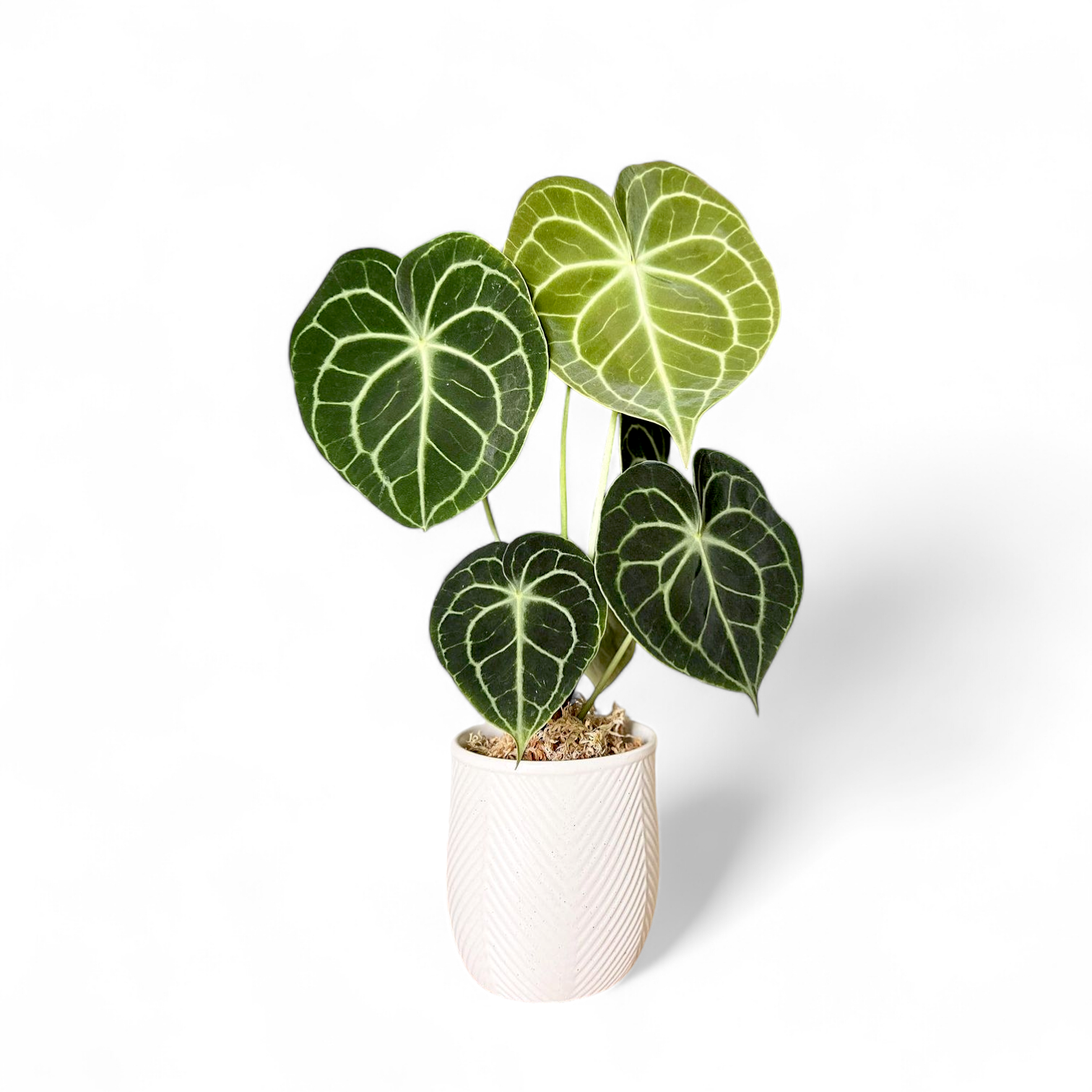 Anthurium-Clarinervium_in_White_Pot_png