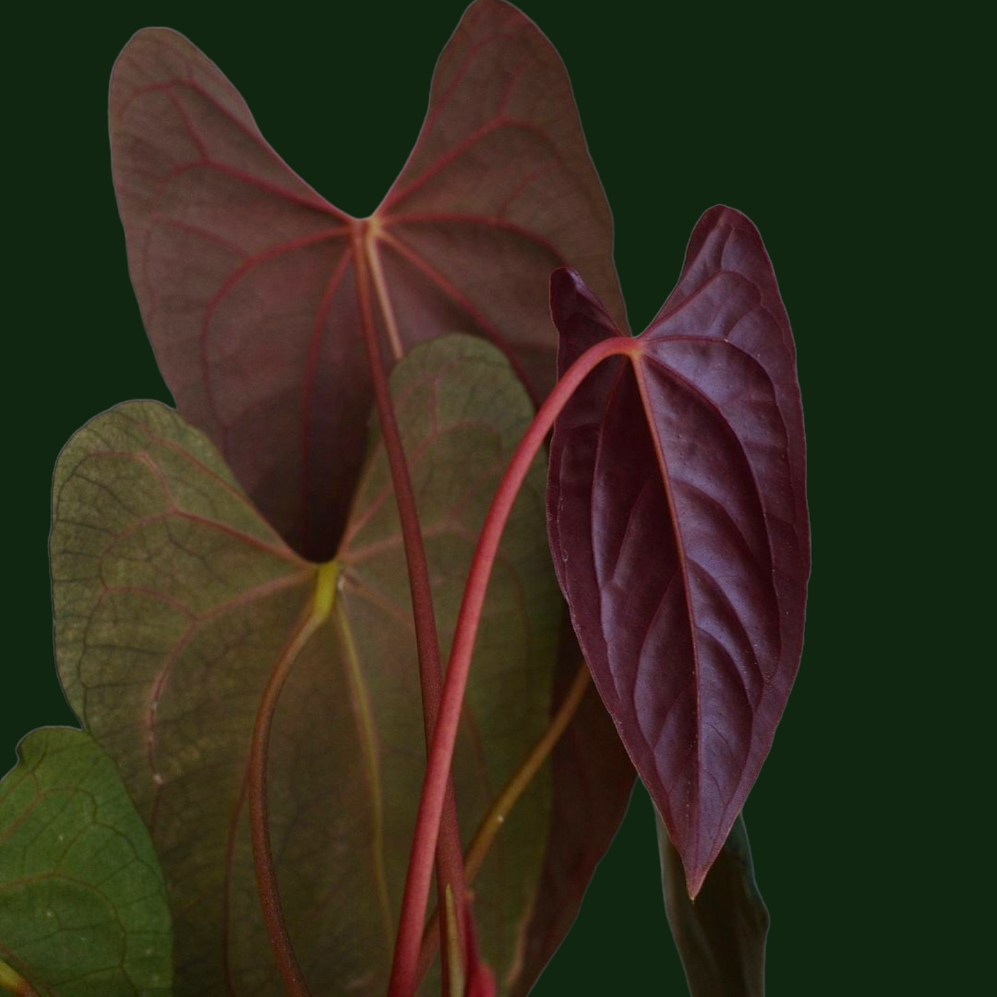 Anthurium Papillilaminum (True Form) - Foliage - Soiled