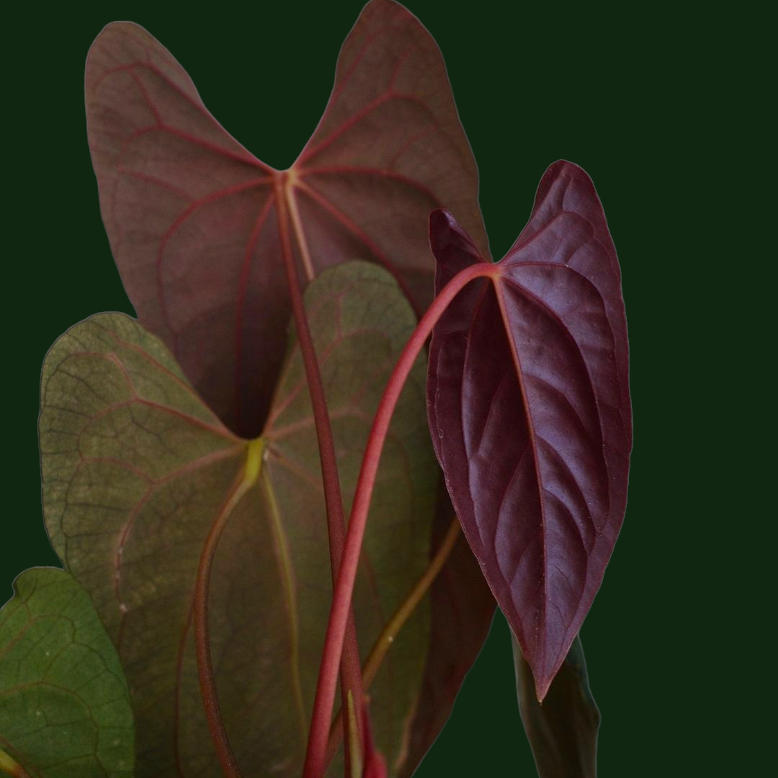 Anthurium Papillilaminum (True Form) - Foliage - Soiled