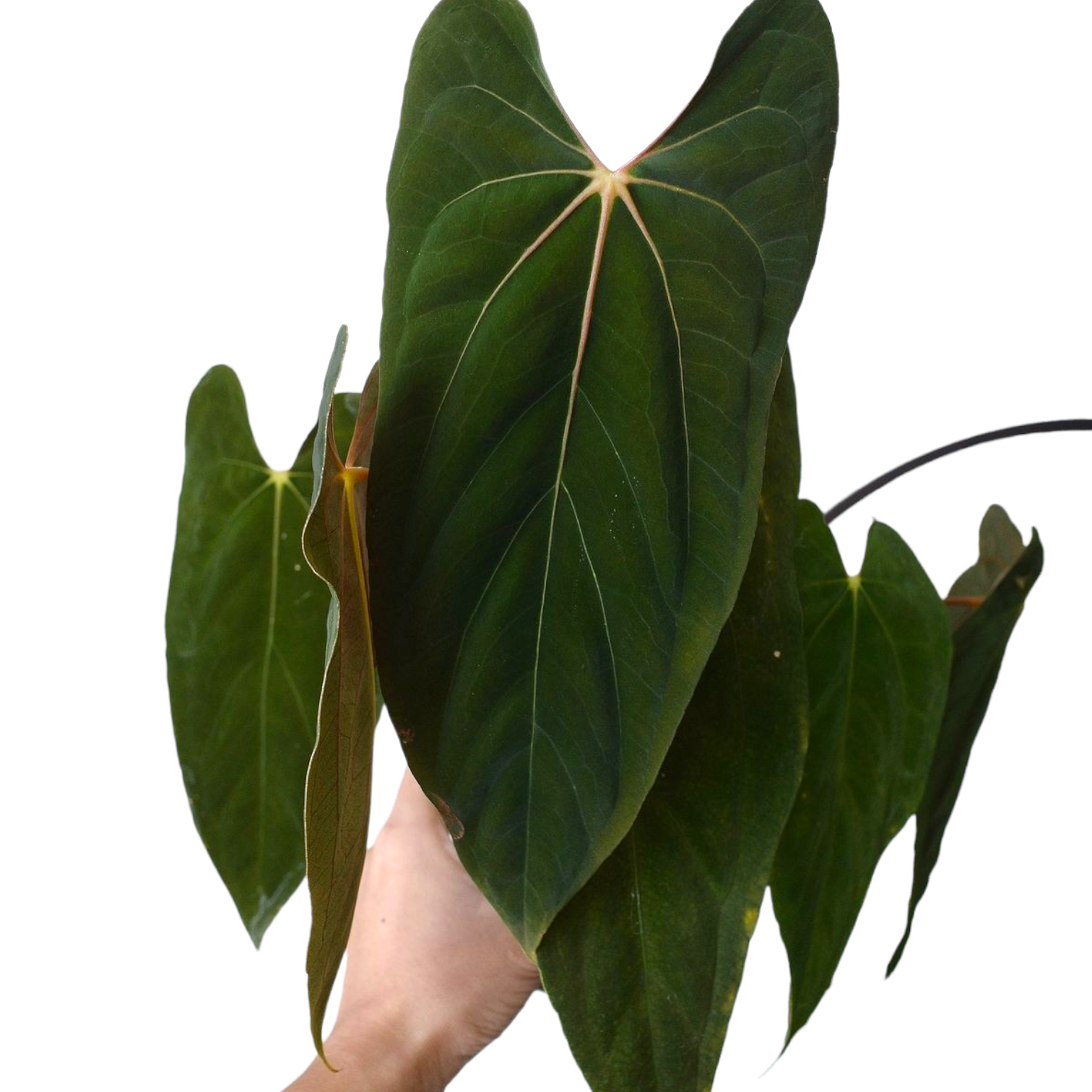 Anthurium Papillilaminum (True Form) - Foliage - Soiled