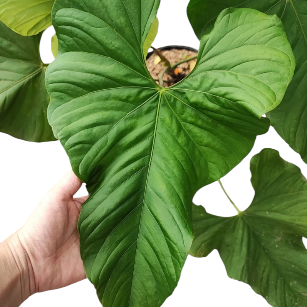 Anthurium Balaoanum