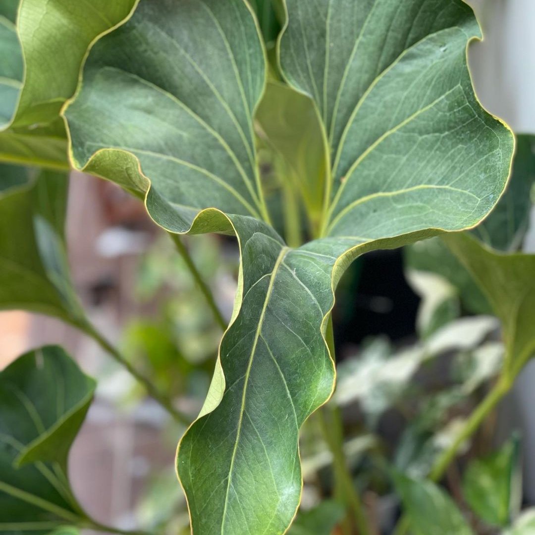 Anthurium Brownii leaf close up