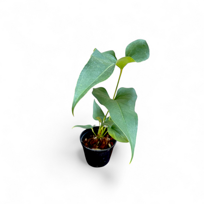 Anthurium Brownii plant size