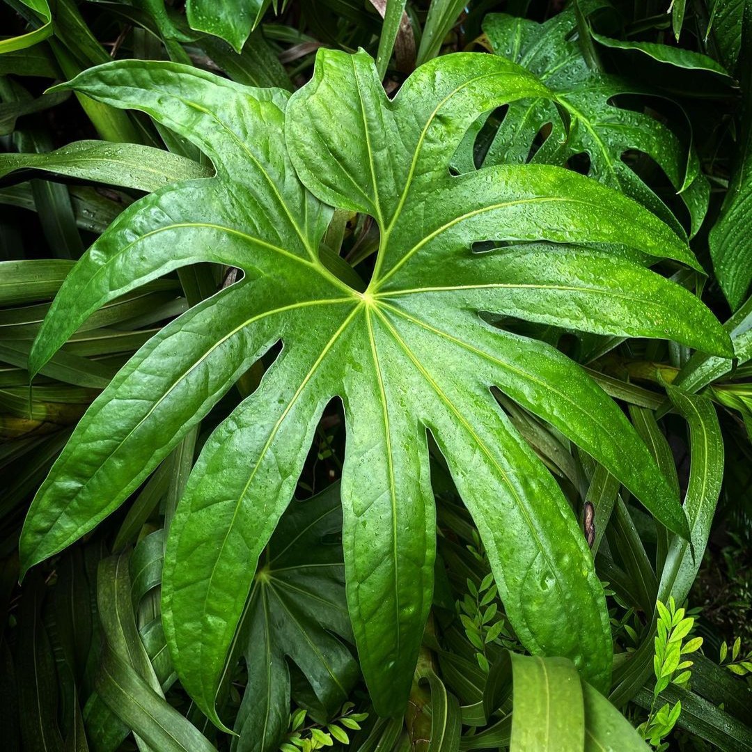 Anthurium Pedatoradiatum