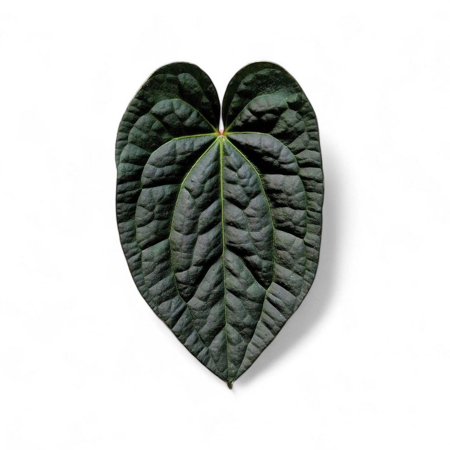 Anthurium 'Raven Soul' leaf
