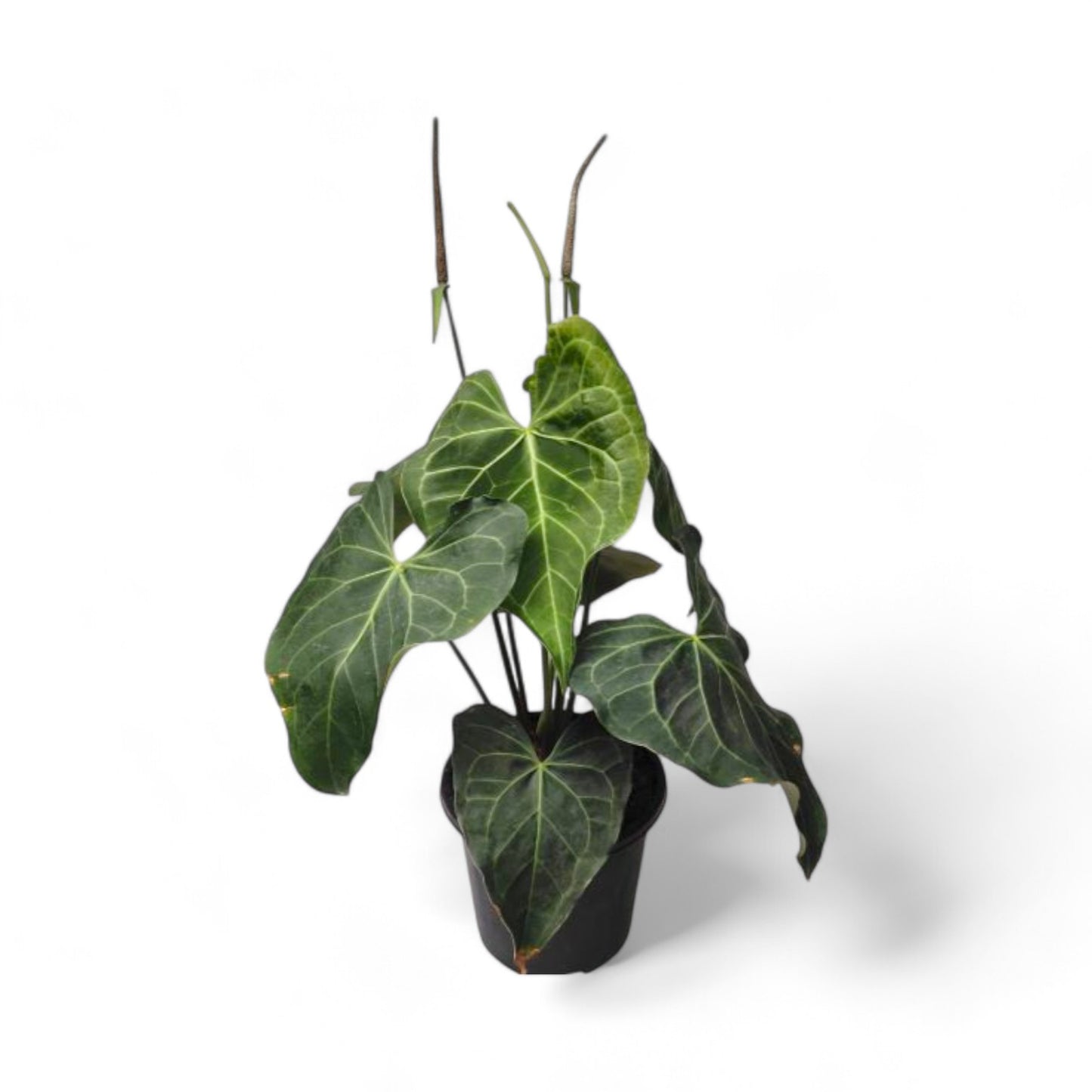 Anthurium Sweet Love