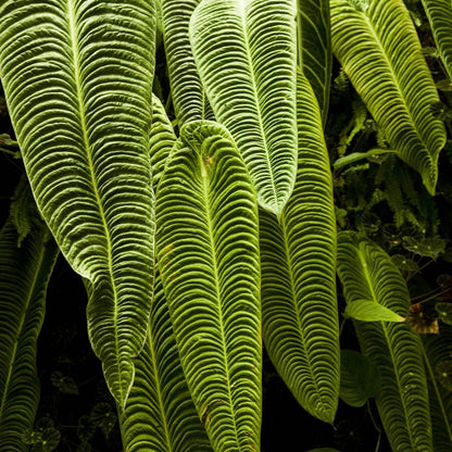 Anthurium Veitchii 'King' mature leaf
