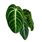 Anthurium Villenaorum - Alocasia - Soiled