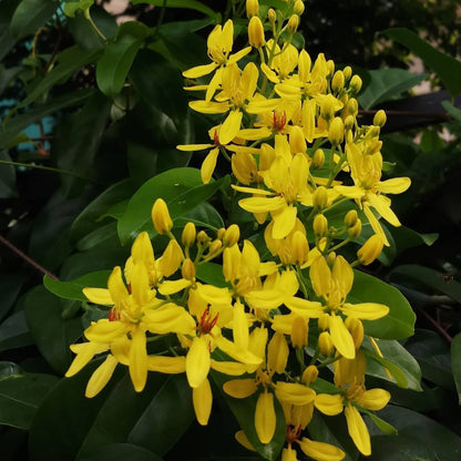 Flowering Creepers - Flowering Creeper - Soiled