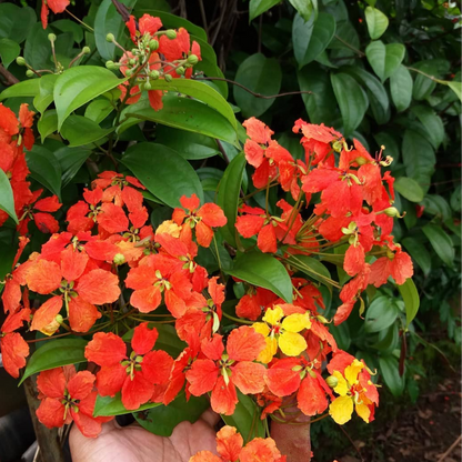 Bauhinia Coccinea  flower bunch