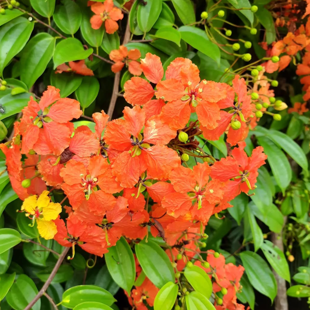 Bauhinia Coccinea  flower closeup