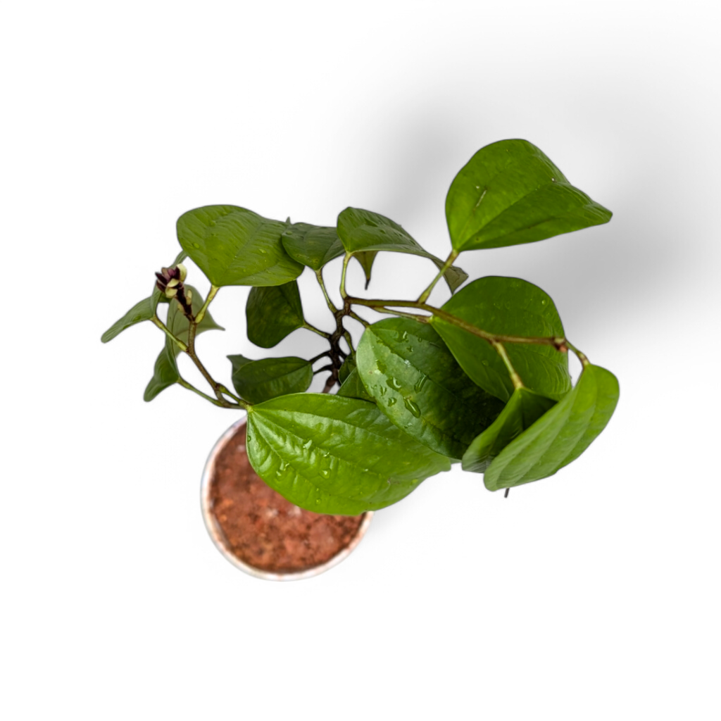 Bauhinia Coccinea top view