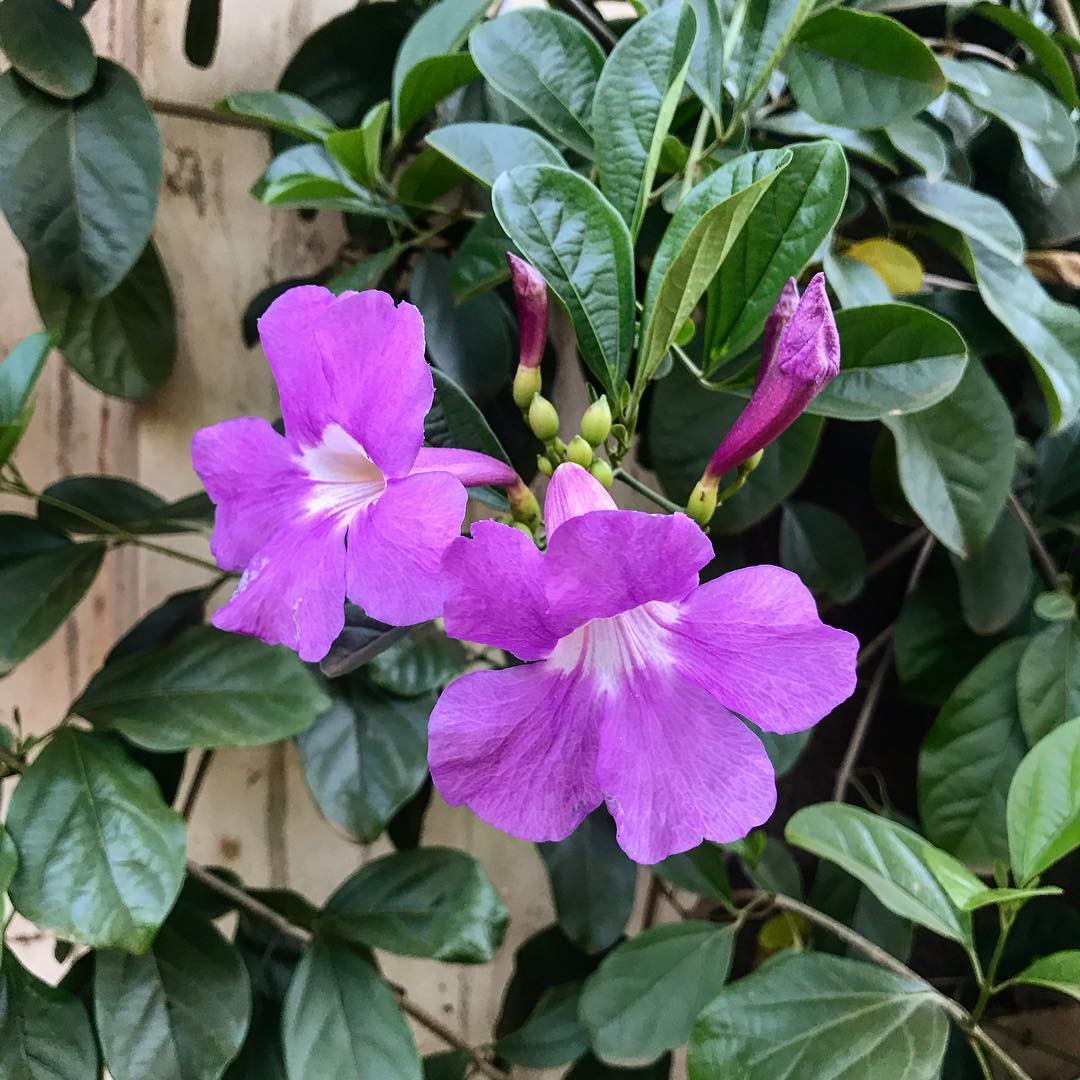 Flowering Creepers - Flowering Creeper - Soiled