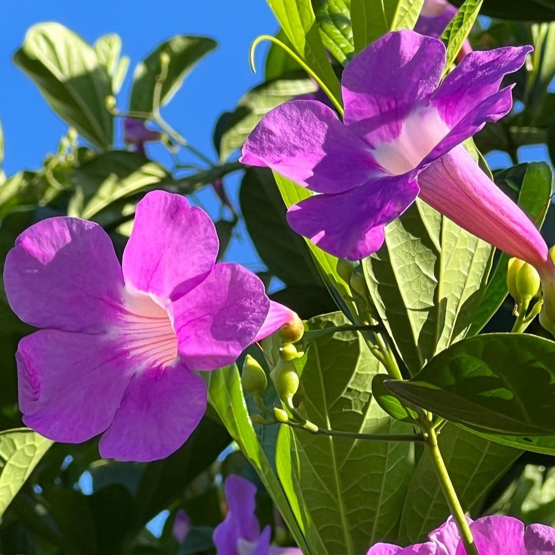 Bignonia Magnifica (Glow Vine)