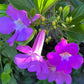 Bignonia Magnifica (Glow Vine) Flower