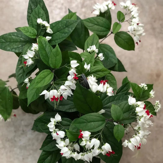 Bleeding Heart Vine (White) - Flowering Plant - Soiled