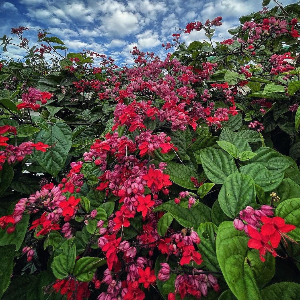 Flowering Creepers - Flowering Creeper - Soiled