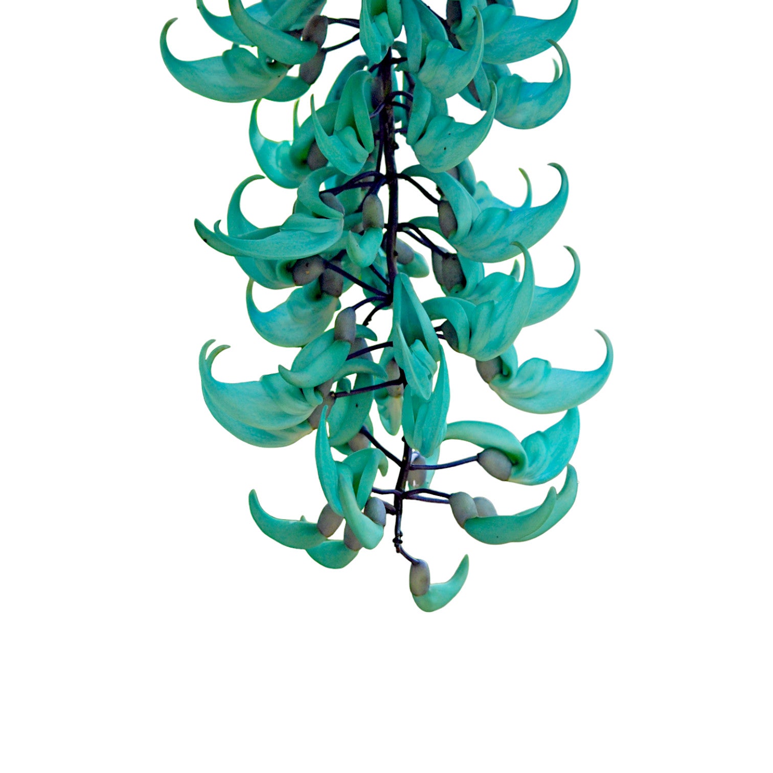 Blue Jade Vine (Strongylodon Macrobotrys) - Jade Vine - Soiled