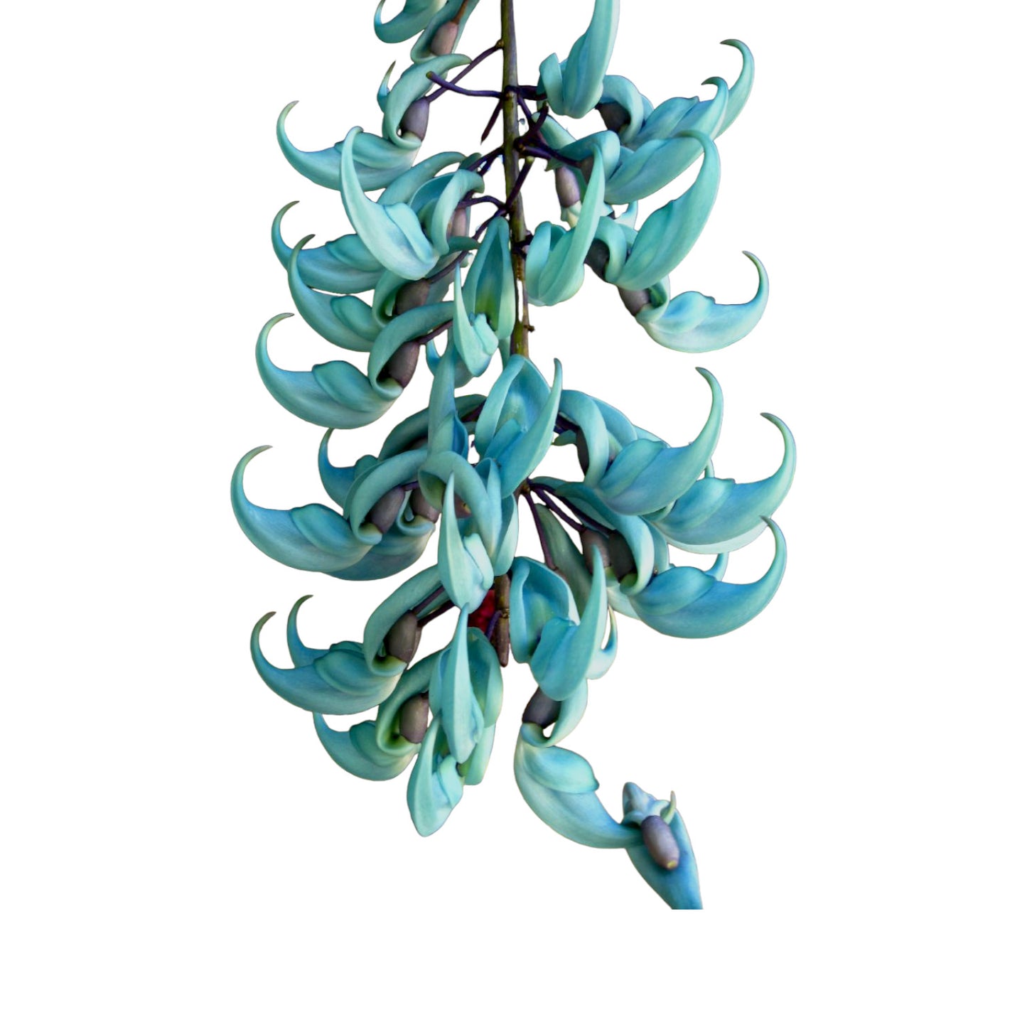 Blue Jade Vine (Strongylodon Macrobotrys) - Jade Vine - Soiled