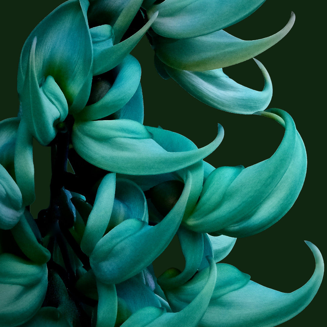 Blue Jade Vine (Strongylodon Macrobotrys) - Jade Vine - Soiled