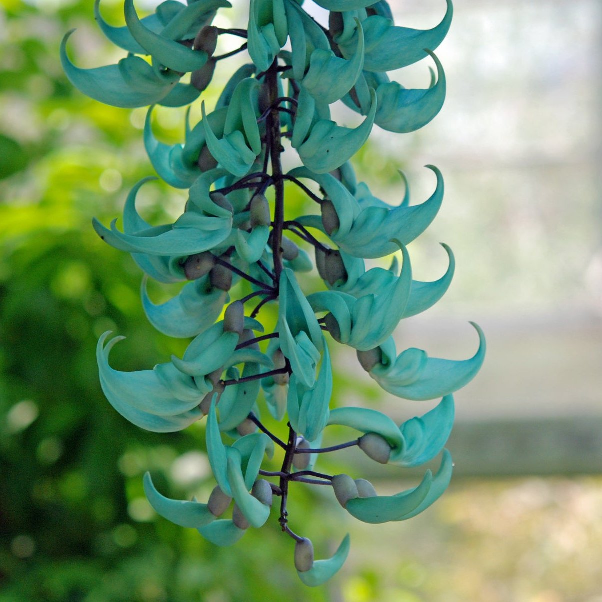 Blue Jade Vine (Strongylodon Macrobotrys) - Jade Vine - Soiled