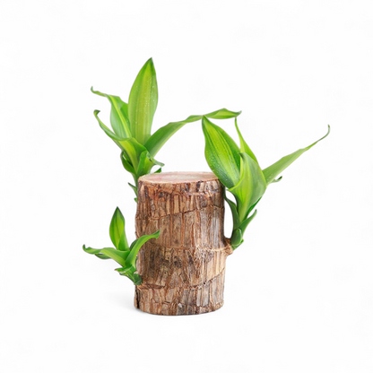 Brazilian Lucky Wood Plant