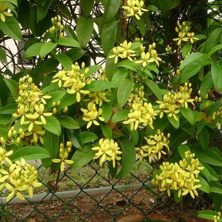 Flowering Creepers - Flowering Creeper - Soiled